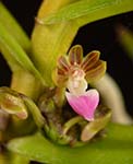 Pthia. insectifera